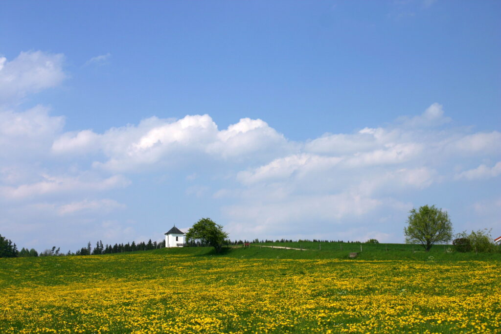 Löwenzahnblüte im Frühling mit Kapelle im Hintergrund.